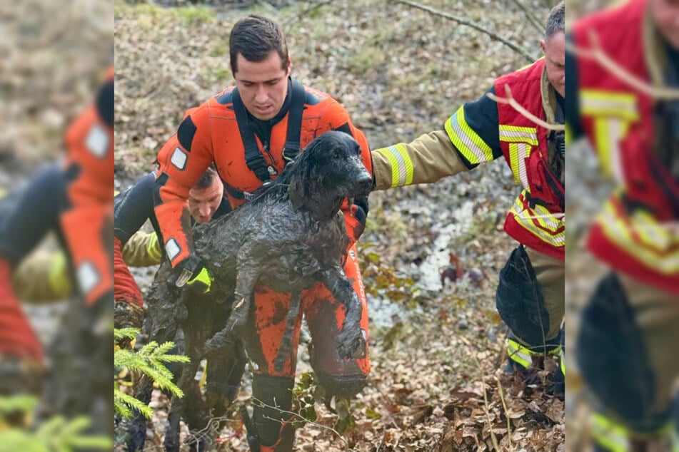 Die Feuerwehr kümmerte sich um die völlig entkräftete Vierbeinerin.