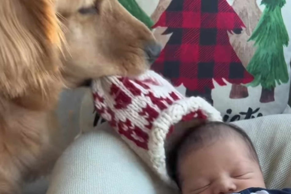 Im Video stellt Golden Retriever Hudson klar, dass er der Erstgeborene ist - die Mütze des Babys geht also an ihn.