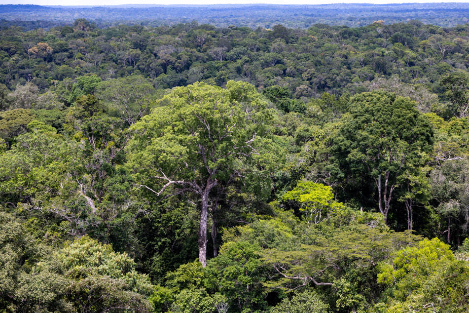 Brasiliens üppiger Regenwald gilt als grüne Lunge der Erde.