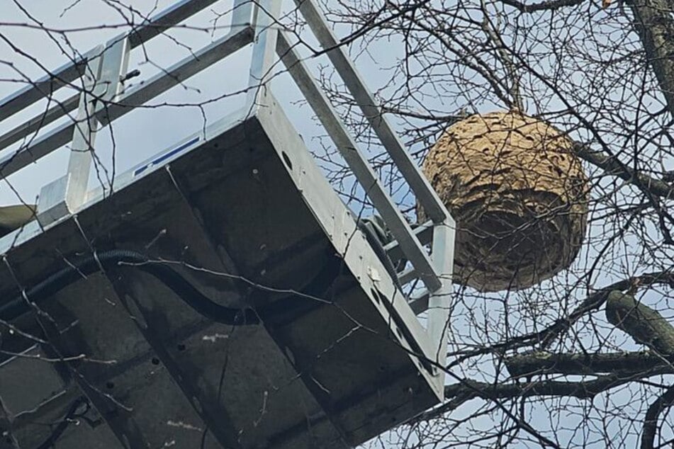 Das größte Nest soll rund einen Meter Durchmesser gehabt haben.