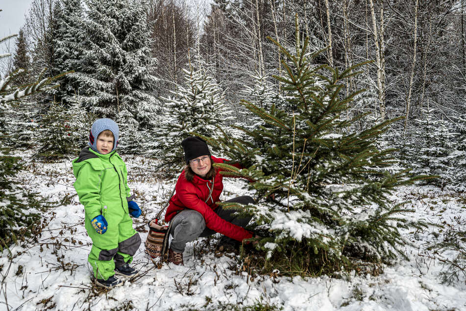 Franziska Wagner und Söhnchen Einar (3) holten bereits zum zweiten Mal einen Weihnachtsbaum aus dem Wald.