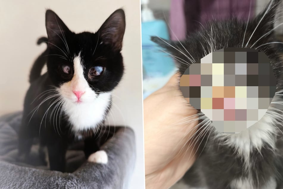 Kätzchen Sunny war sehr krank: Tierschützer sorgen für das kleine Wunder