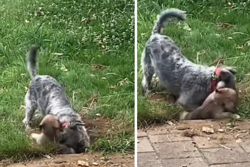 This dog owner was shocked when she saw her older dog trying to bury the new puppy!