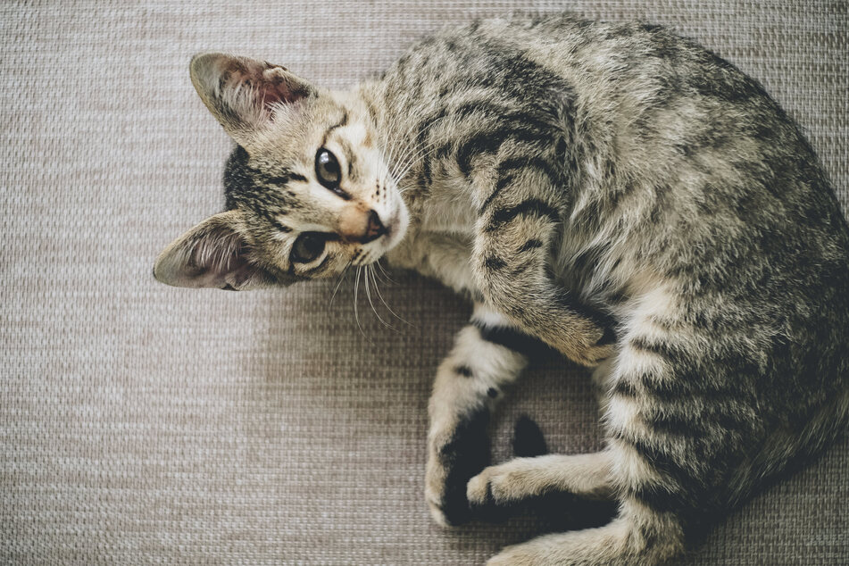 Why do cats wag their tails while lying down?