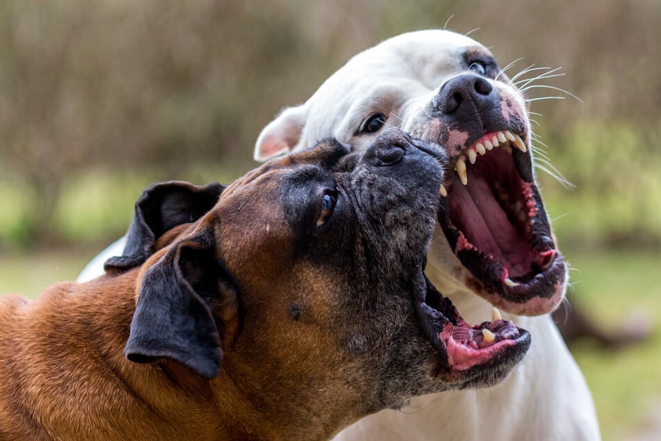 Horror-Szenen mitten am Tag: Fünf Hunde stürzen sich auf Vierjährige und töten sie