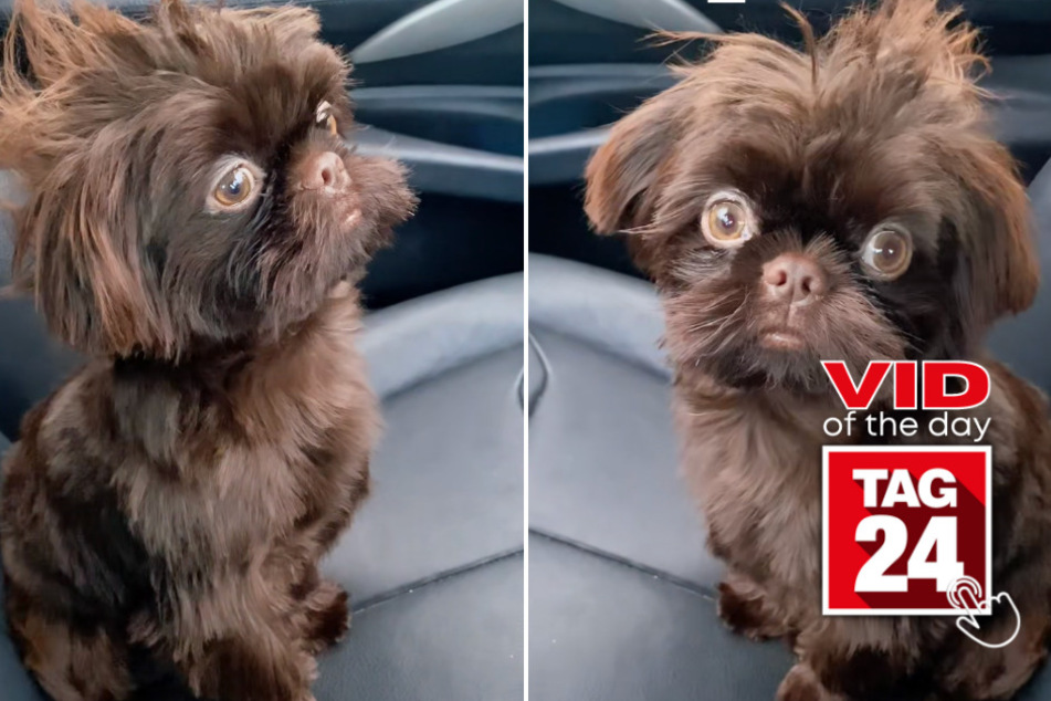 viral videos: Viral Video of the Day for May 26, 2023: Dog gets a schooling and takes puppy eyes to the next level