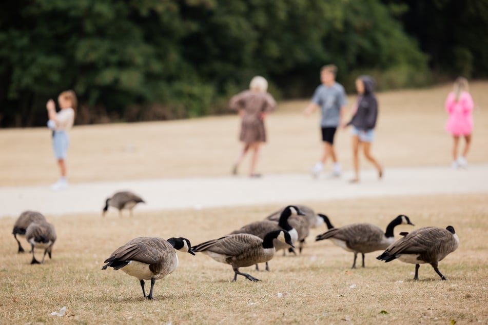 Die Stadt Köln will künftig Habichte einsetzen, um die Wildgänse aus dem Rheinpark zu vertreiben.