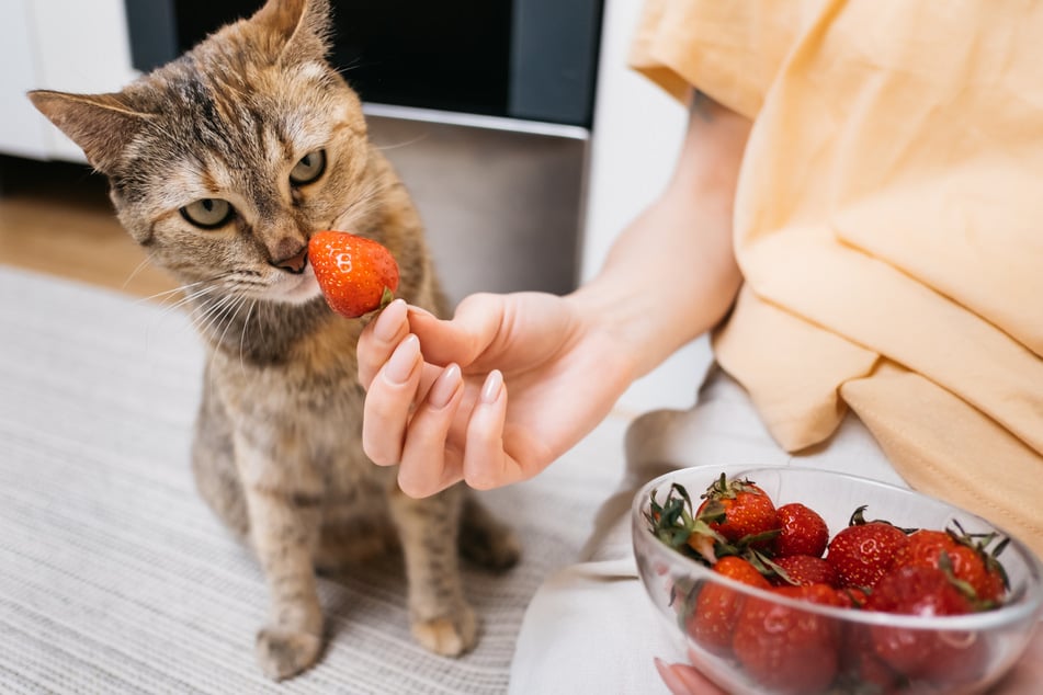 Katzen sollten nicht mehr als zwei Erdbeeren pro Tag und das nur für kurze Zeit fressen.