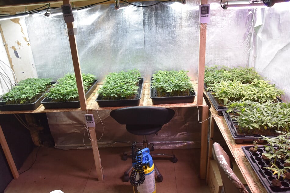 Im oberirdischen Teil des Gebäudes fanden die Polizisten knapp 600 Cannabis-Setzlinge.