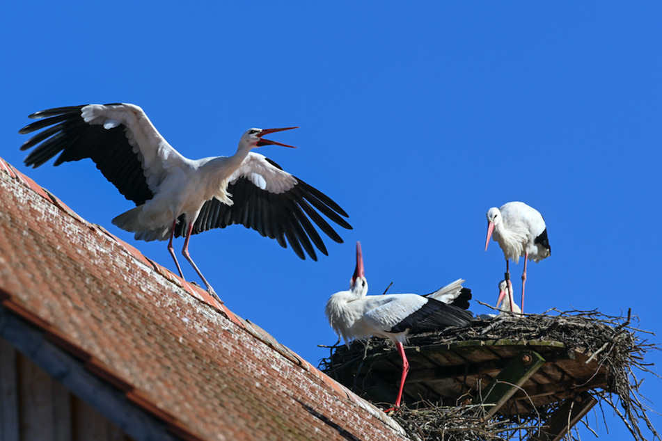 Ein Storchenpaar steht in seinem Horst , während im Vordergrund ein Storch einen anderen von einem Horst vertreibt.