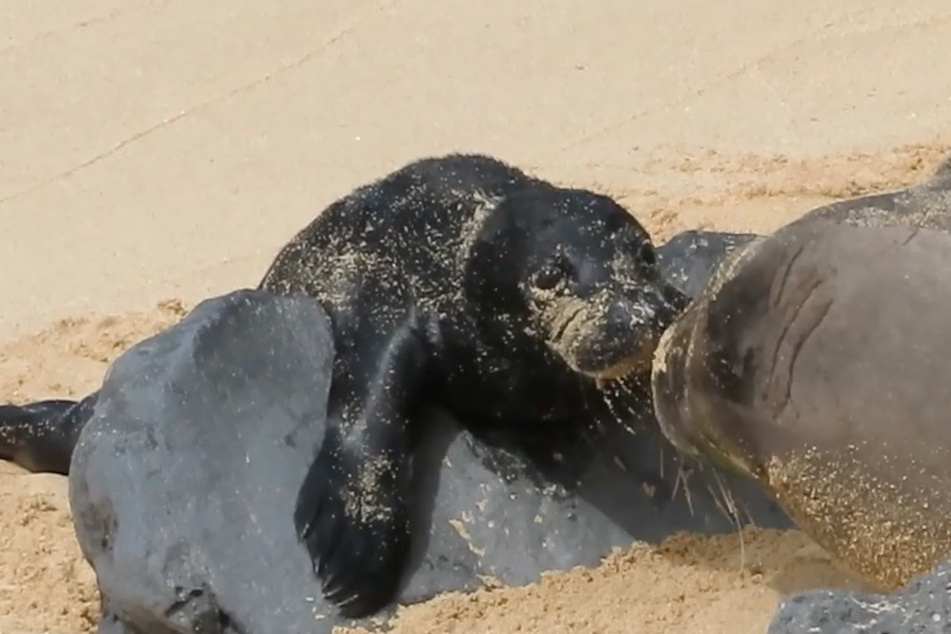 Pup PO5 working its way over a rock, while its mom cheers it on.