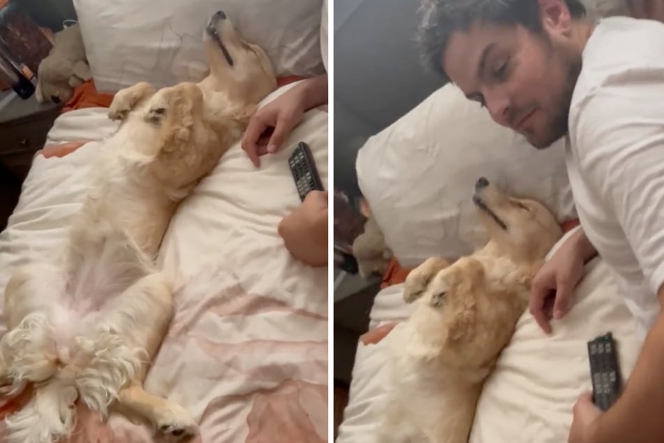 The dog decided to "play dead" when her owner confronted her in a hilariious TikTok video.