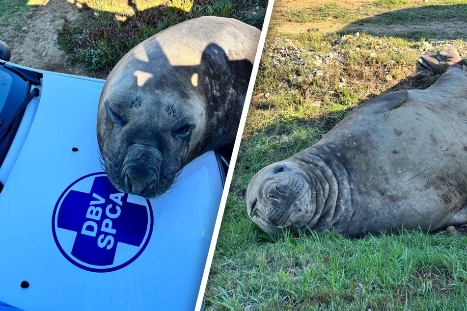 Un visiteur inhabituel : un éléphant de mer de deux tonnes se promène dans une zone résidentielle