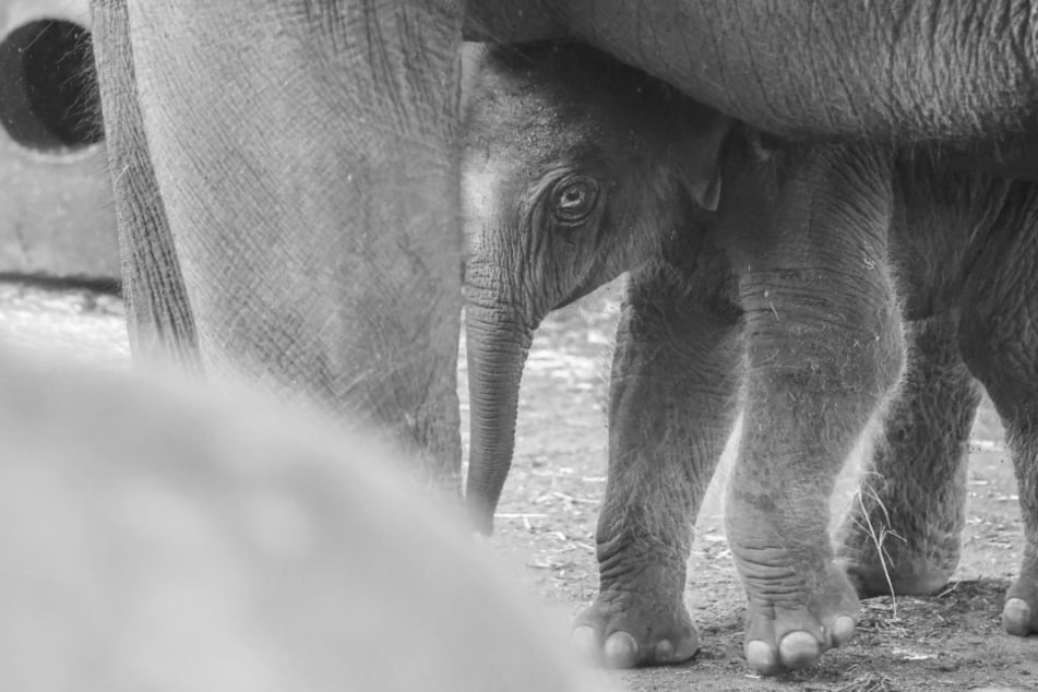 Große Trauer im Zoo: Baby-Elefant kommt tot zur Welt