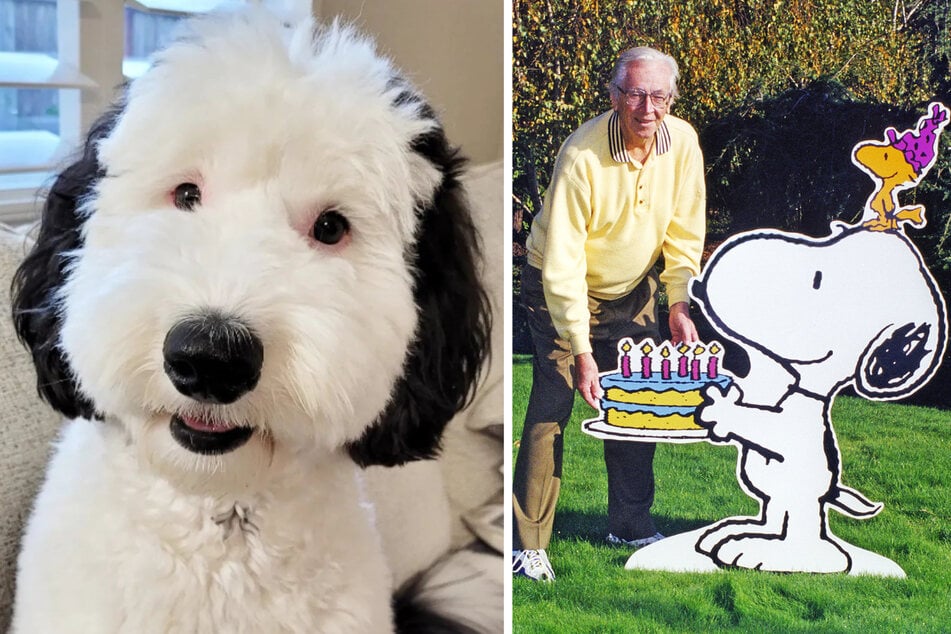 Der rund zweijährige Rüde Bayley hat große Ähnlichkeit mit dem Comic-Hund Snoopy, hier mit Schöpfer Charles M. Schulz.