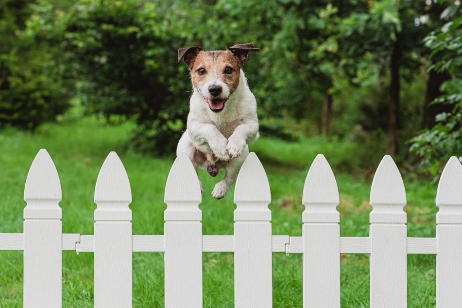 Gehe sicher, dass Dein hundefreundlicher Garten ausreichend umzäunt ist.