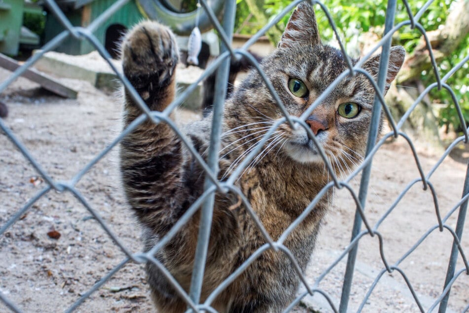 Das Geraer Tierheim ist überfüllt. Deswegen entschlossen sich die Verantwortlichen dazu, erstmal keine weiteren Tiere aufzunehmen. (Symbolfoto)