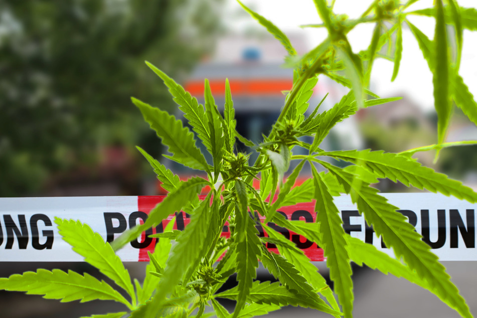 Brand wird Dealern zum Verhängnis: Polizei findet hunderte Cannabis-Pflanzen und Schusswaffen!