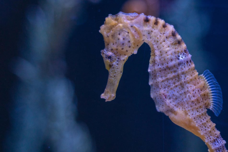 Polizei am Hauptbahnhof verdutzt: Wem gehört das "Seepferdchen"?