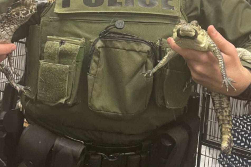 Polizisten wollen Verdächtigen festnehmen, dann erleben sie eine tierische Überraschung