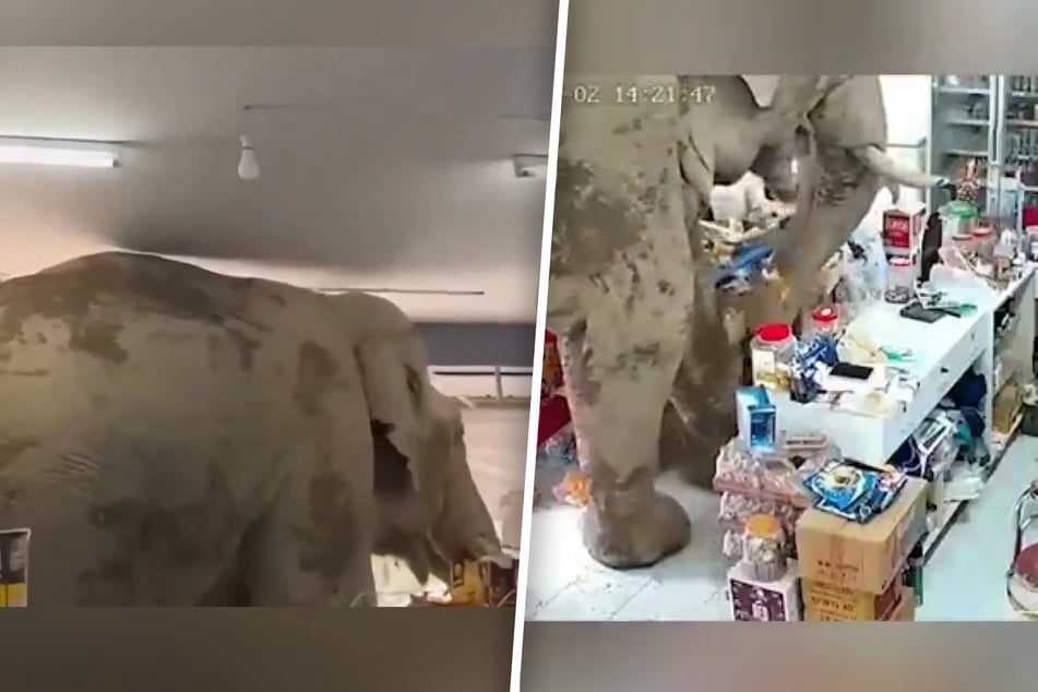 "Zwischen zwei Händlern in einem Geschäft erschien plötzlich ein wilter Elefant und er hatte nur eines: das Ziel, den Laden zu verlassen."