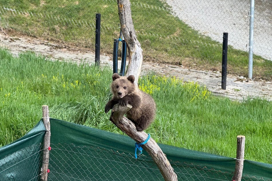 Der kleine Bär Dori war nur wenige Wochen alt, als er im Internet zum Verkauf angeboten wurde.