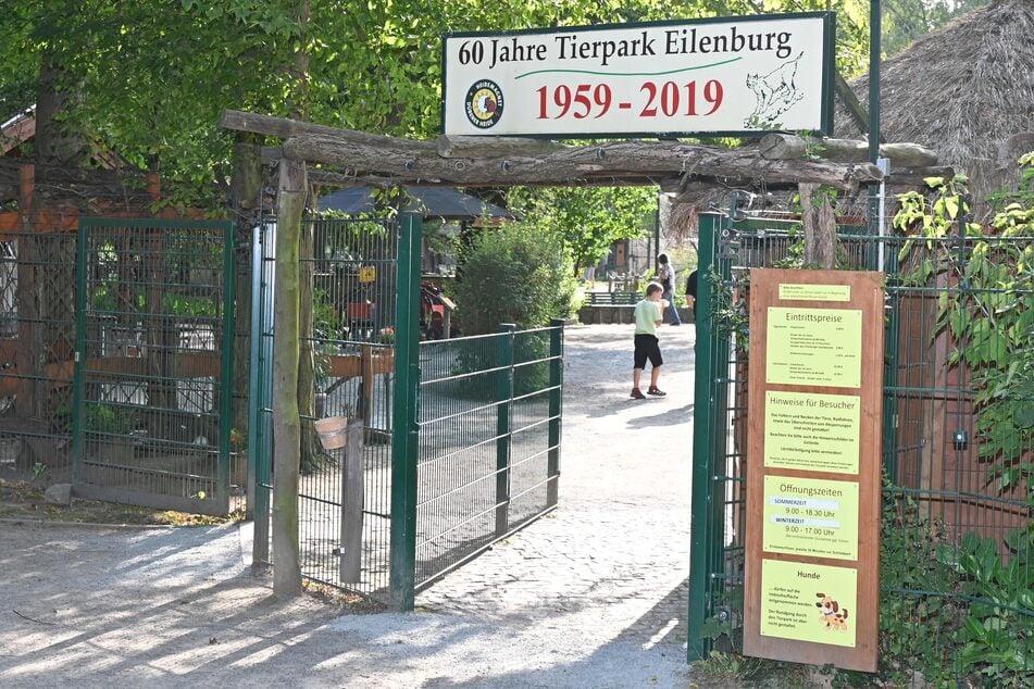 Der Luchs gilt als Wappentier des Tierparks Eilenburg.