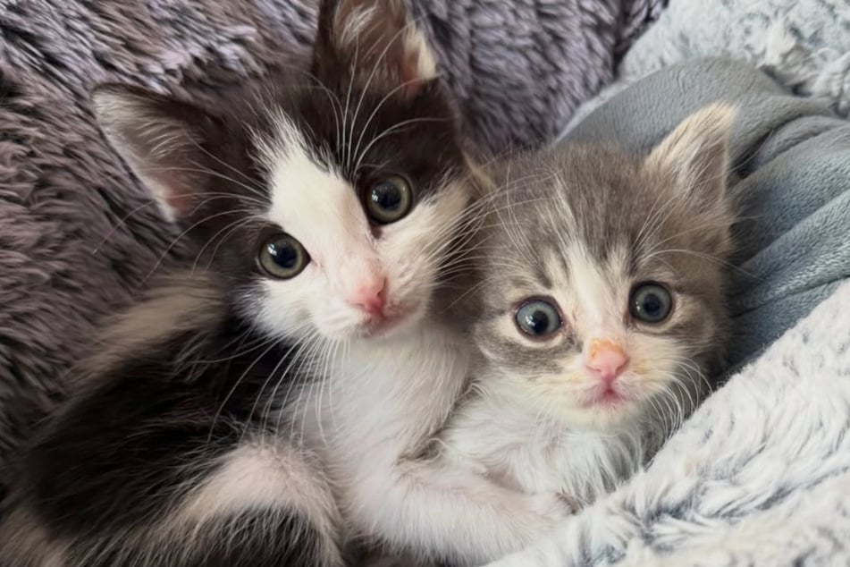 Pixie (links) und Puck sind heute unzertrennlich.