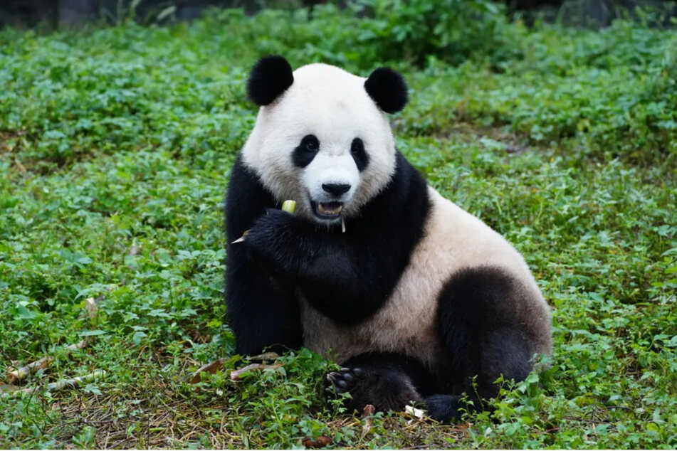 Panda-Männchen "Bao Li" wurde von China in die USA geschickt.