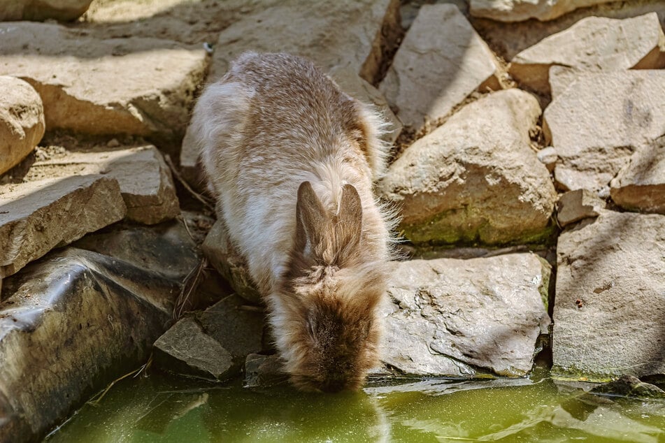Riskant oder mutig? Das Kaninchen könnte abrutschen und ins Wasser fallen.