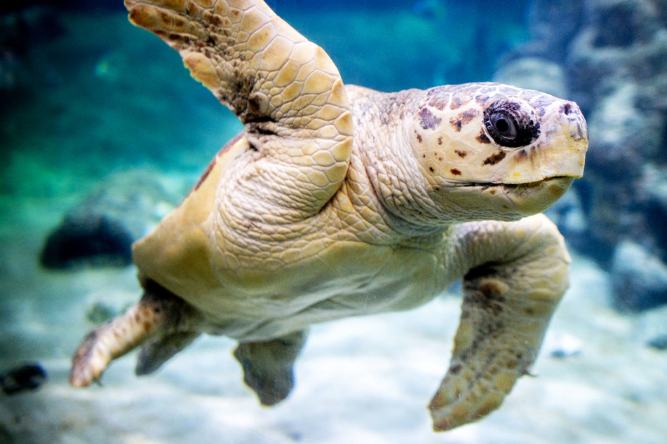 Gepanzerter Gast: Schildkröte "Poldi" überwintert im Haibecken