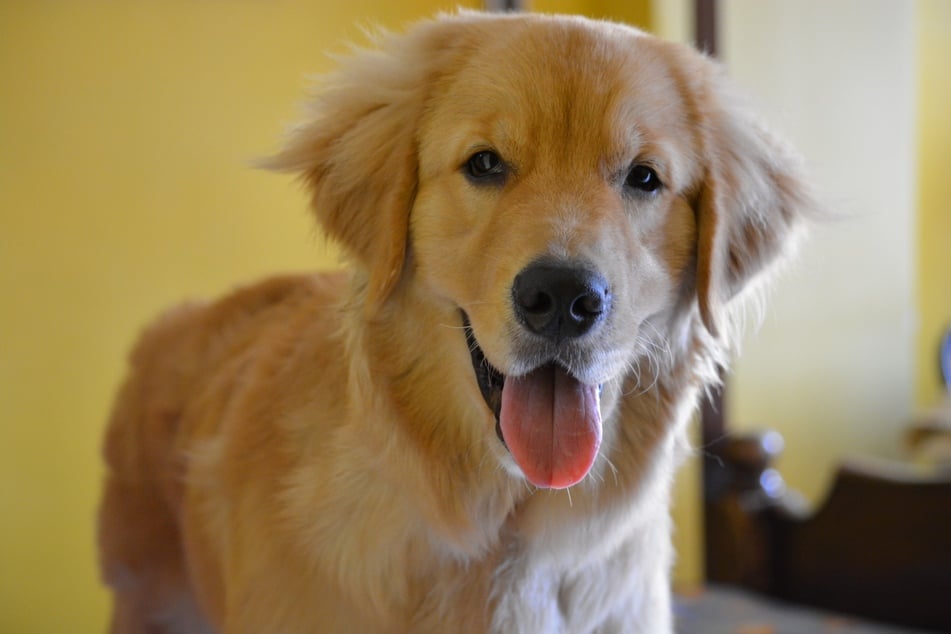 The golden retriever is many dog lovers' first choice for the cutest dog around!
