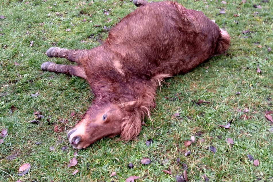 Ein möglicherweise durch einen Wolfsangriff getötetes Shetlandpony liegt auf einer Weide. Ein Sprecher des Landesumweltamtes (Lanuv) bestätigte, dass das Tier am Montag tot mit einem Kehlbiss gefunden wurde.