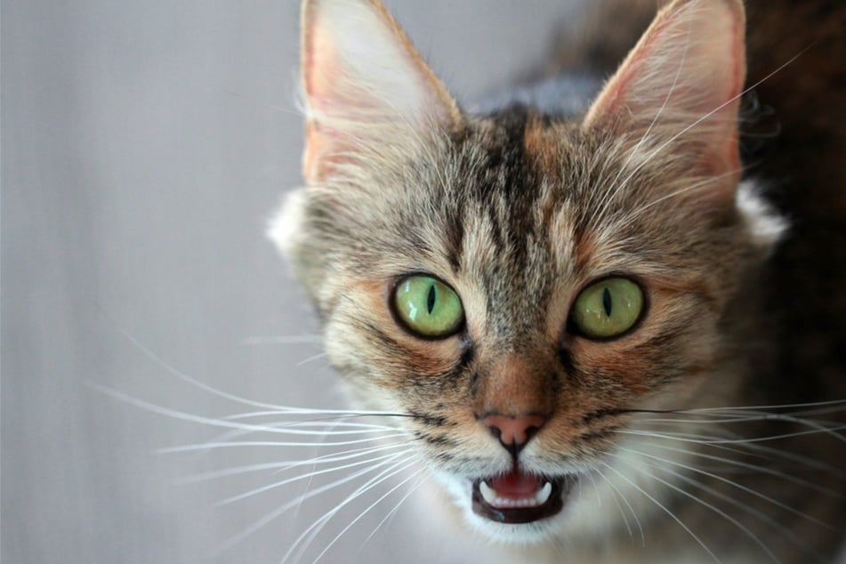 Katze miaut komisch: Geht es ihr gut oder was steckt dahinter?