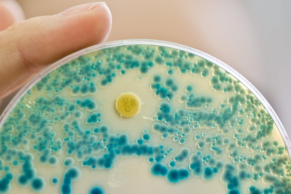 Die Kinder infizierten sich mit E. coli Bakterien. (Symbolfoto)