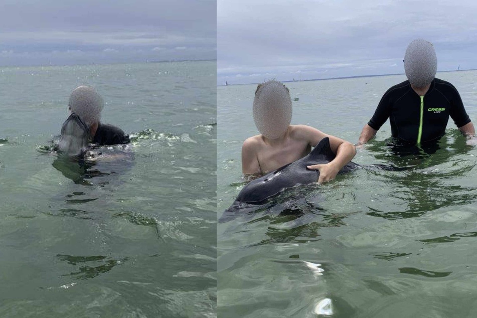 Die Touristen hielten den Schweinswal über dem Wasser.