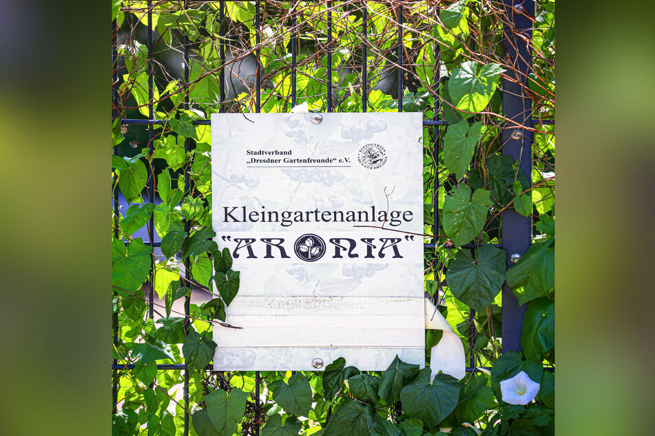 Dresdens jüngste Kleingartenanlage liegt etwas versteckt an der Pirnaer Landstraße 246.