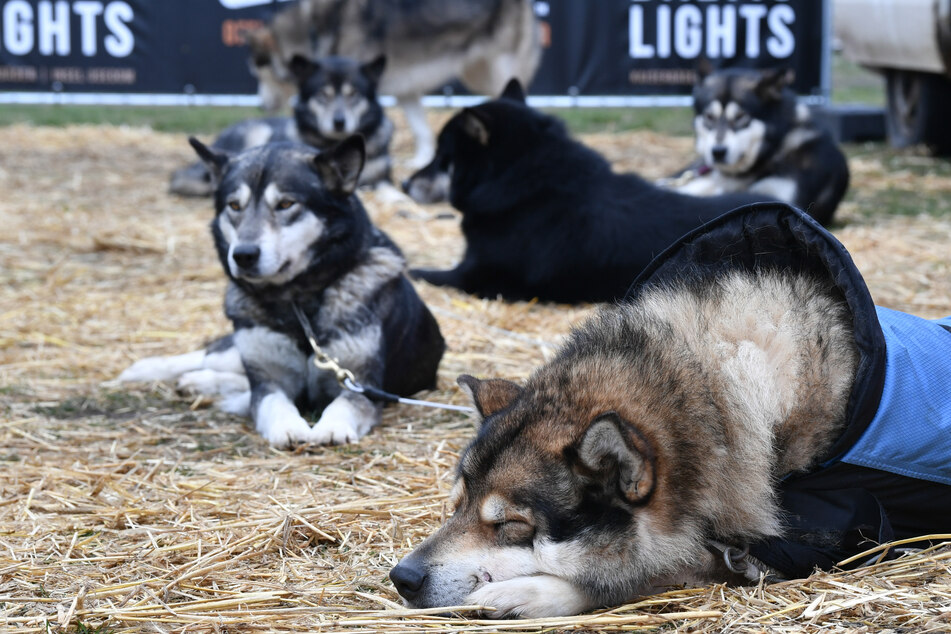 In Peissen kam eine junge Husky-Dame ums Leben, die Polizei ermittelt. (Symbolbild)