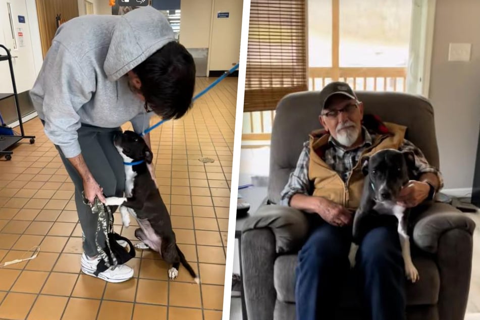 Mann adoptiert Hund für seinen dementen Vater: Was bei erstem Treffen passiert, rührt einfach alle