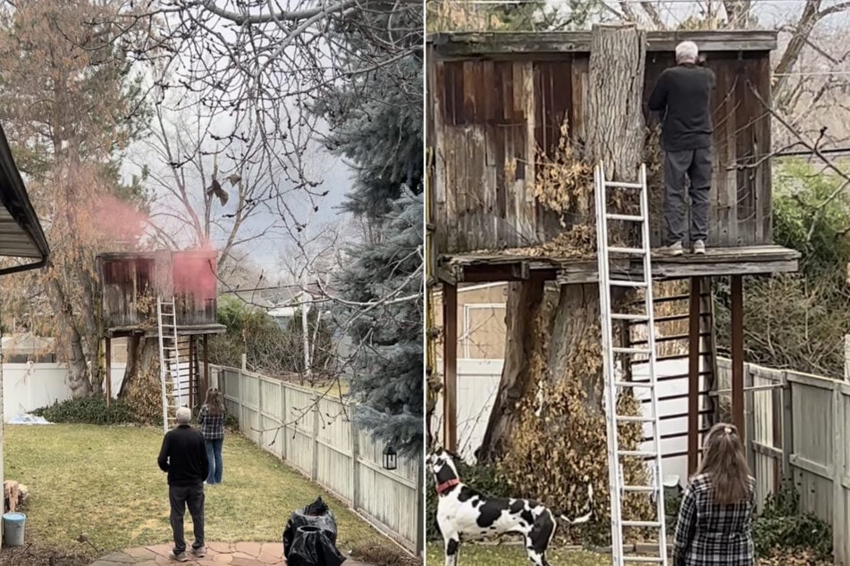 On croit que les ratons laveurs habitent dans la maison sur l'arbre : Lorsqu'il veut les chasser, la situation dégénère complètement