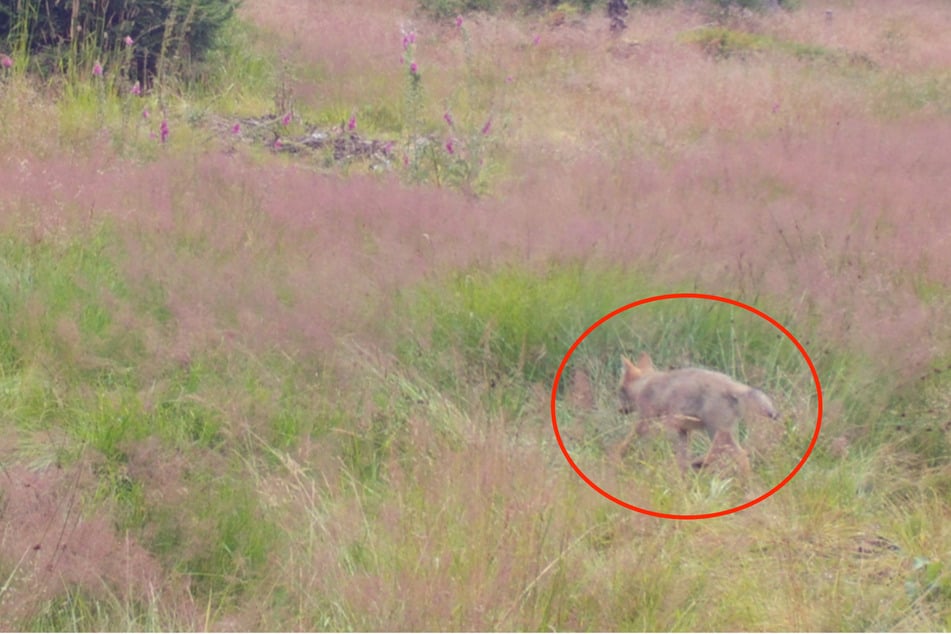 Wölfe: Kamera-Aufnahmen beweisen: Wolfsbaby streift im Südwesten umher!
