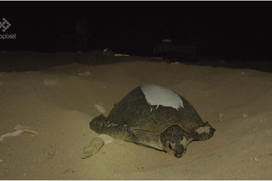 Die Tiere werden bis zu 1,40 Meter lang, rund 160 Kilogramm schwer und bis zu 50 Jahre alt.