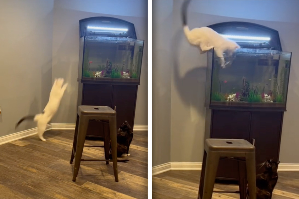 Kater Momo hüpft gekonnt auf das Aquarium, dummerweise hat er aber nicht mit einem offenen Deckel gerechnet.