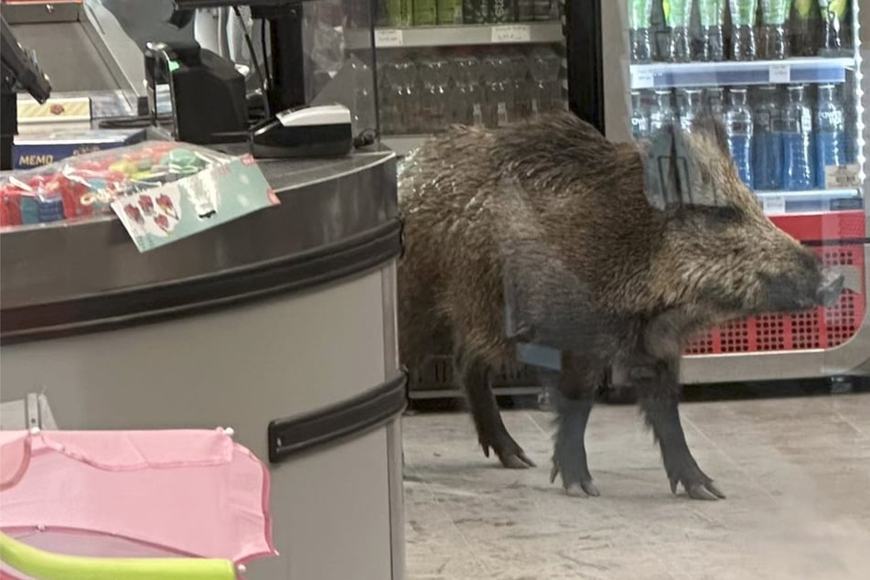 Da ist die Sau los: Wildschwein in Berliner Einkaufszentrum unterwegs