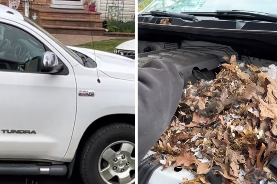Baby squirrels found under hood of a car – but where's their mother?