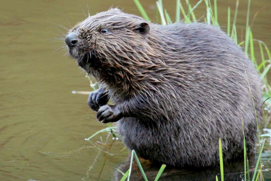 Mit einem bauwütigen Biber fing alles an, nun streitet die ein Fischzüchter mit einer Gemeinde vor Gericht um Schadensersatz. (Symbolbild)