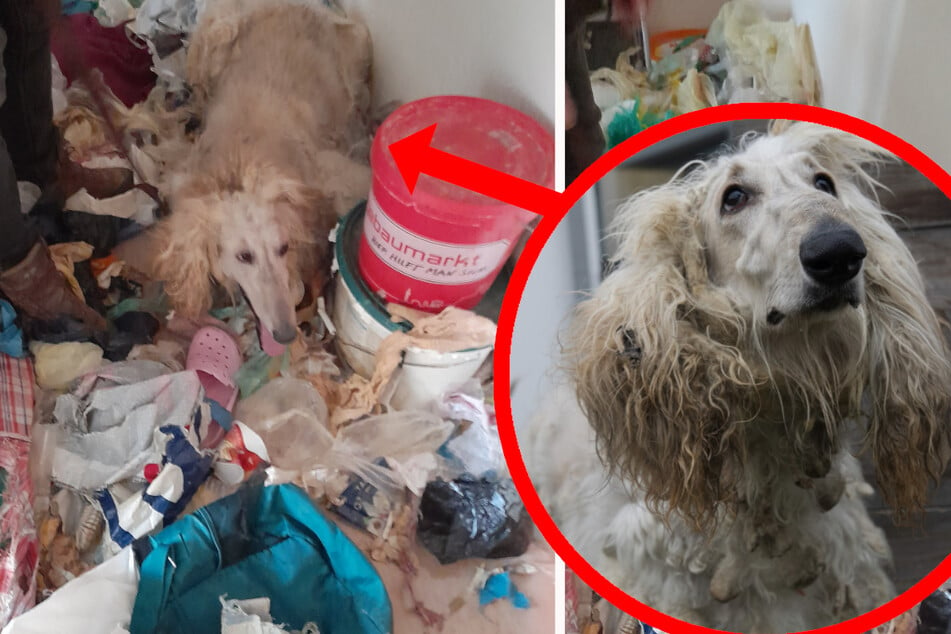 Hund aus Messie-Wohnung befreit: Für Besitzerin kommt jede Hilfe zu spät