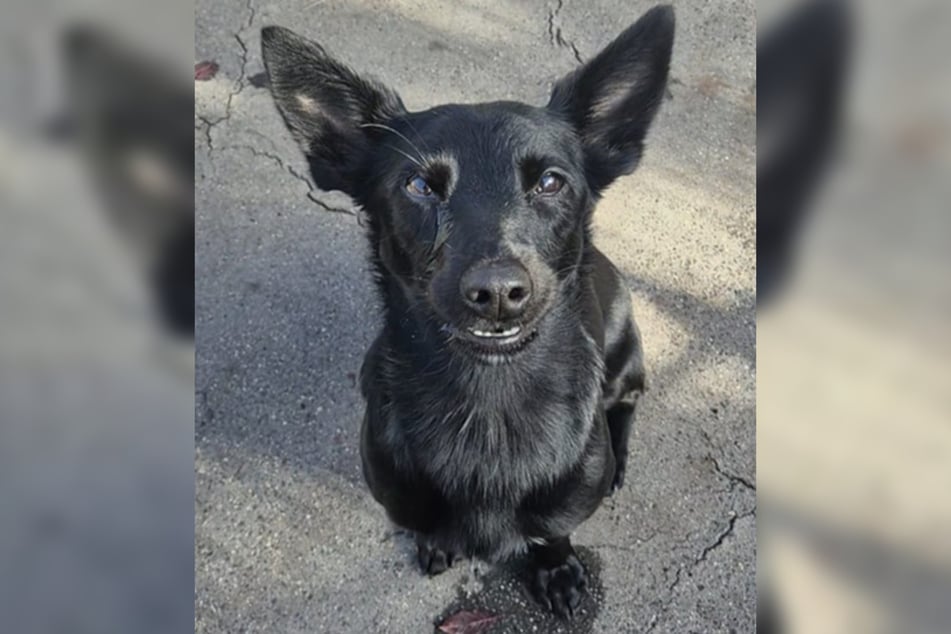 Im Frankfurter Tierheim sitzend, wartet Chicco darauf, ein neues Zuhause zu finden, in dem sie endlich ankommen darf.