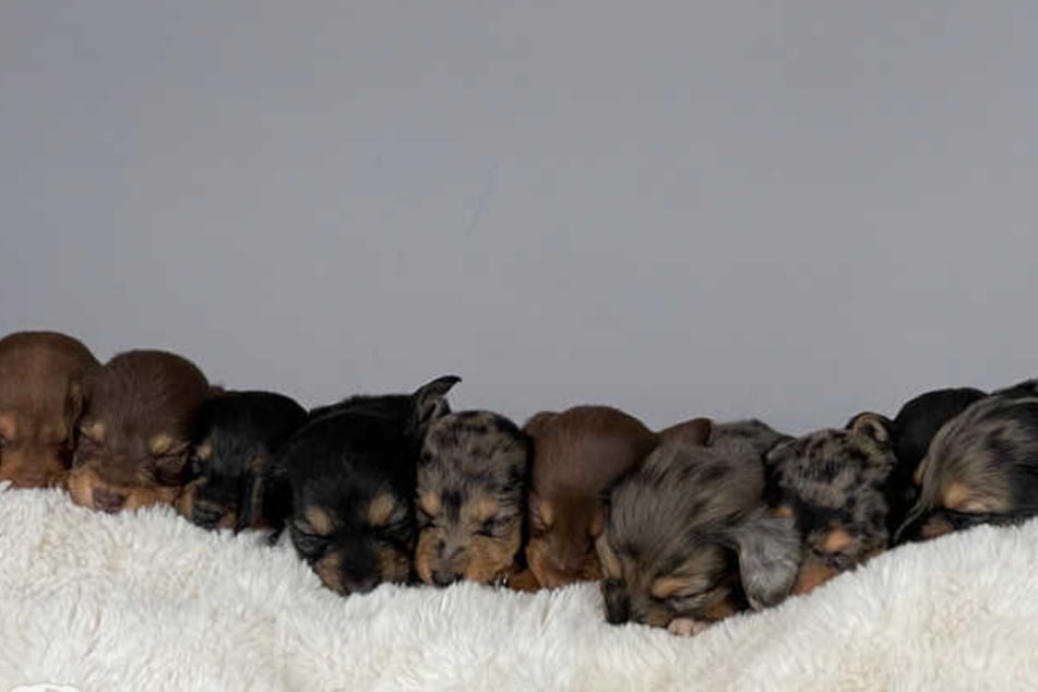 Winnie the dachshund may have broken the world record with her 11 puppies.