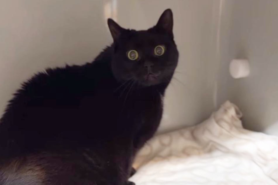 Warum die Katze ihre Besitzerin derart angegriffen hatte, ging aus den Schilderungen des Kölner Tierheims nicht hervor.